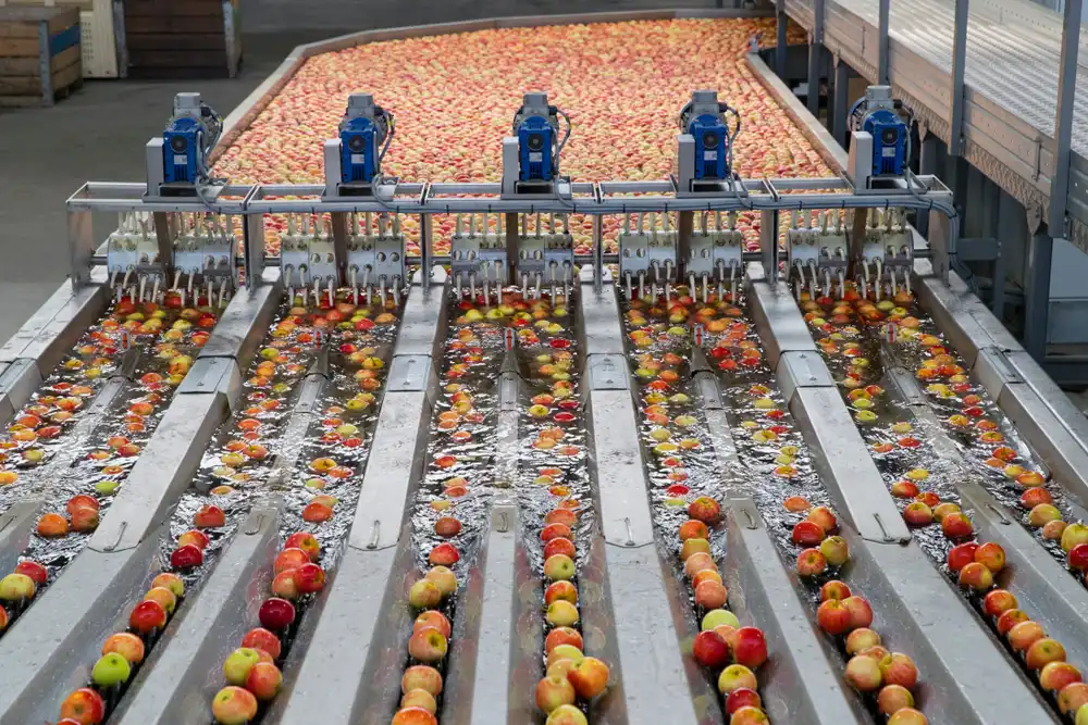 Apples,Being,Washed,And,Graded,In,Fruit,Processing,Plant Industrial apple sorting machine processing fresh apples in a packing facility.